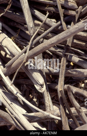 Treibholz in einem Stapel auf den Strand Stockfoto