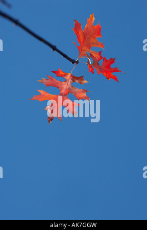 Blätter hängen Stockfoto