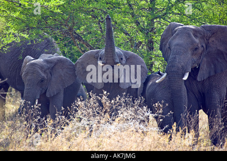Afrikanische Elefanten Latein - Loxodonta Africanus schnüffeln die Luft, Serengeti Nationalpark, Tansania, Ostafrika. Stockfoto
