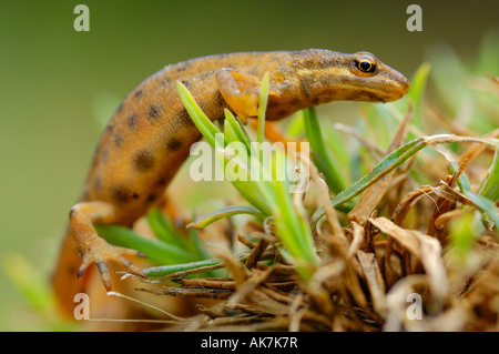 Glatte Newt Stockfoto