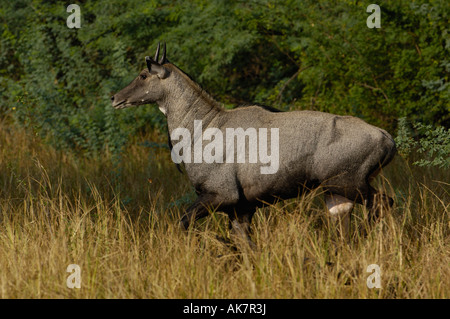 Jackale oder Blue Bull - männlich (Boselaphus Tragocamelus). Bharatpur National Park oder Keoladeo Ghana Heiligtum. Rajasthan. Indien. Stockfoto