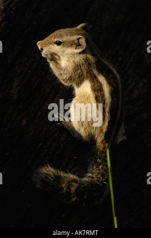 Nördlichen Palm Eichhörnchen oder 5-gestreiften Eichhörnchen. Bharatpur National Park oder Keoladeo Ghana Heiligtum. Rajasthan. Indien. Stockfoto