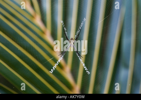 Indische Spinne, Argiope Anasuja im web Stockfoto