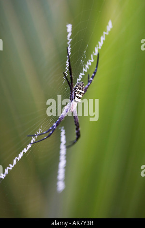 Argiope Anasuja. Orb-Weaver Spider Web Zick-Zack x Form Stabilimentum in der indischen Landschaft zeigen. Indien Stockfoto