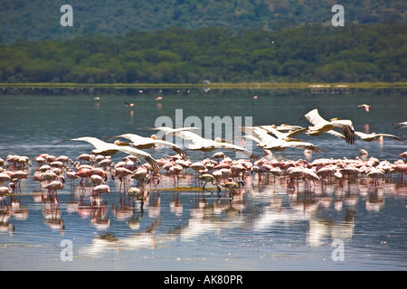 Weiße Pelikane, Pelecanus Onocrotalus überfliegen Lake Nakuru, Kenia, Ostafrika. 2007 Stockfoto
