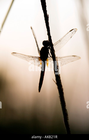 Crocothemis Servilia. Ruddy Marsh Skimmer / scarlet Skimmer / indische Libelle Austrocknen im frühen Morgenlicht. Indien Stockfoto