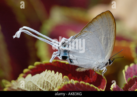 Lange tailed gemeinsame Imperial Schmetterling in Nordthailand Stockfoto