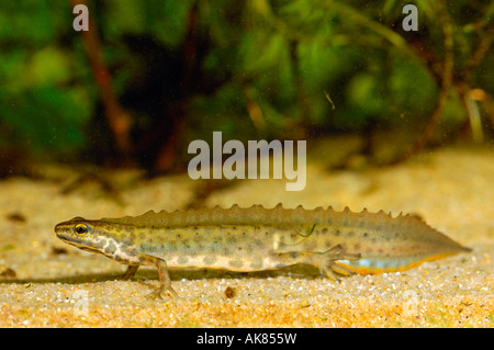 Glatte Newt Stockfoto