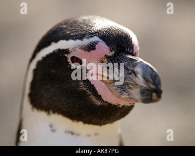 Humboldt-pinguin portrait Stockfoto