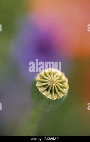 Opium Mohn (Papaver Somniferum), junge Frucht Stockfoto