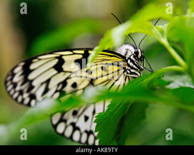 Weiß baum Nymphe idea leuconoe oder Papier Drachen oder Reispapier tropischer Schmetterling Fütterung closeup Stockfoto