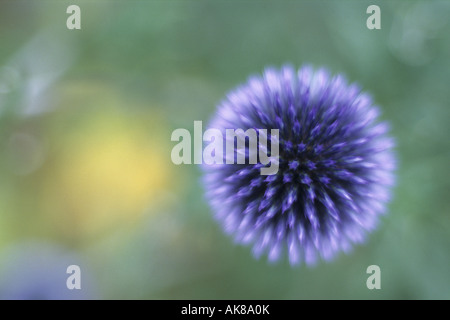 Globe Thistle (Echinops spec.), Inflroescence im Keim zu ersticken Stockfoto