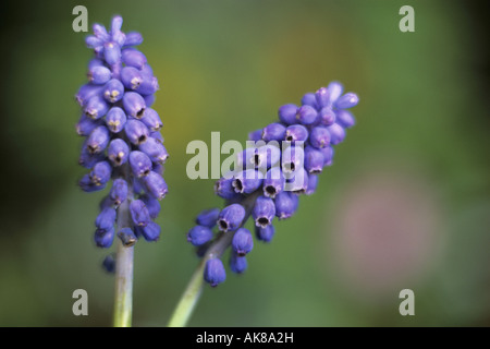 Traube Waldhyazinthe (Muscari spec.), Blütenstände Stockfoto