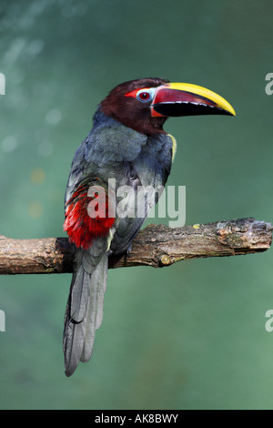 grüne Aracari (Pteroglossus Viridis) auf Ast Stockfoto