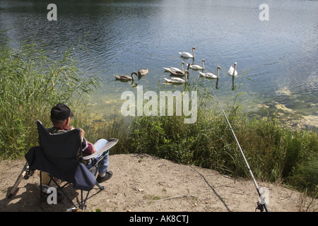 Höckerschwan (Cygnus Olor), Angler und Schwäne, Deutschland Stockfoto