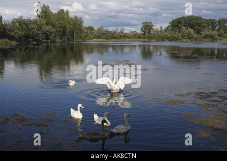 Höckerschwan (Cygnus Olor), mit Youngs im alten Rhein, Deutschland, Nordrhein-Westfalen Stockfoto