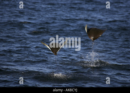 Eagle Ray Mobula Spec.  Sprung aus der Ozean, Mexiko, Baja California Stockfoto