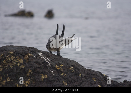 Galápagos-Pinguin (Spheniscus Mendiculus), schreien und stretching, Ecuador, Galapagos, Isabela, Elizabeth Bay Stockfoto