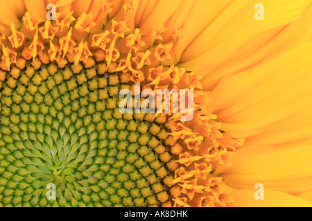 gewöhnliche Sonnenblume (Helianthus Annuus), Blütenstand, detail Stockfoto