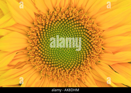 gewöhnliche Sonnenblume (Helianthus Annuus), Blütenstand, detail Stockfoto