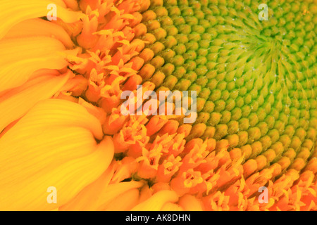 gewöhnliche Sonnenblume (Helianthus Annuus), Blütenstand, detail Stockfoto