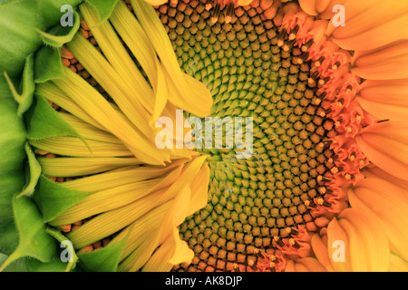 gewöhnliche Sonnenblume (Helianthus Annuus), Blütenstand, detail Stockfoto