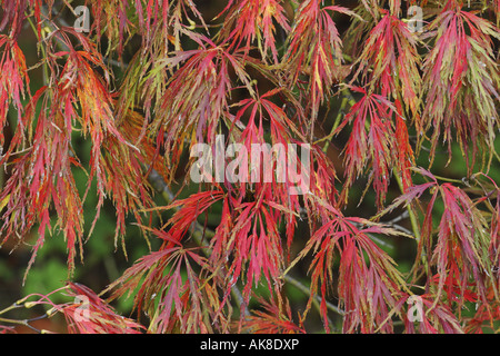 Japanischer Ahorn (Acer Palmatum 'Dissectum', Acer Palmatum Dissectum) Stockfoto