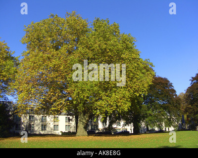 Europäischer Ebene, Maple-leaved Flugzeug, London Planetree Platanus Hispanica, Platanus X hybrida Platanus hybrida Stockfoto