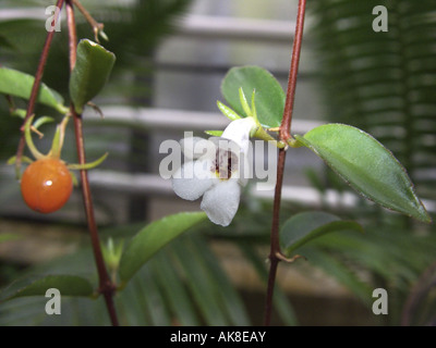 Codonanthe (Codonanthe Gracilis), mit Blüte und Frucht Stockfoto