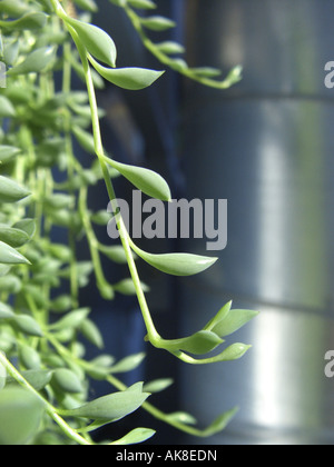 Stachelbeere, Perlenschnur, String of Pearls. Murmeln String String von Erbsen (Senecio Herreianus), Blätter Stockfoto