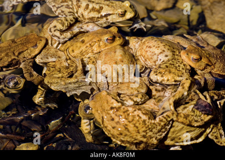 Europäischen gemeinsamen Kröte (Bufo Bufo), Aufruhr in Märzdekade Teich Stockfoto