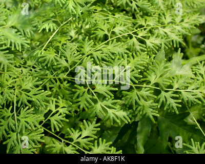 Japanische Klettern Farn (Lygodium Japonicum), fruchtbaren Blatt Stockfoto