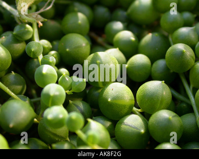 Stachelbeere, Perlenschnur, String of Pearls. String-der-Murmeln, String von Erbsen (Senecio Rowleyanus), saftige Blätter Stockfoto