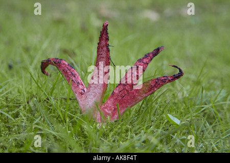 Teufels Finger, offene Fruchtkörper des Teufels-Kralle-Pilz, riesigen Gestank Horn, Oktopus Stinkmorchel (Anthurus Archeri, Clathrus Archeri) Stockfoto