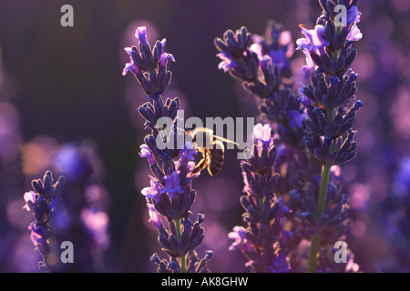 Lavendel (Lavandula Angustifolia), Blütenstand mit Biene, Frankreich, Provence, Vaucluse Stockfoto