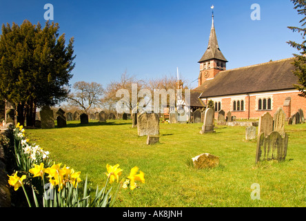 Narzissen an St. Marien Pfarrkirche in Dorf Whitegate, Cheshire, England, Großbritannien Stockfoto