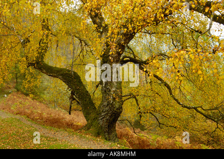 Eine alte Birke im Herbst, Betula Pendel Stockfoto