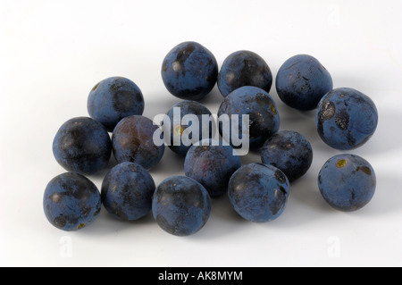 Blackthorn Stockfoto