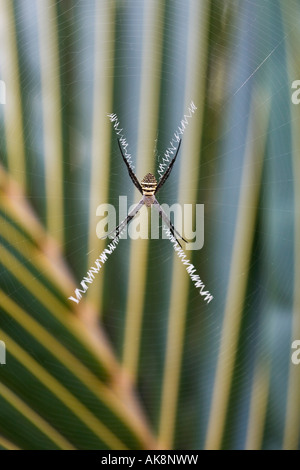 Indische Spinne, Argiope Anasuja im web Stockfoto