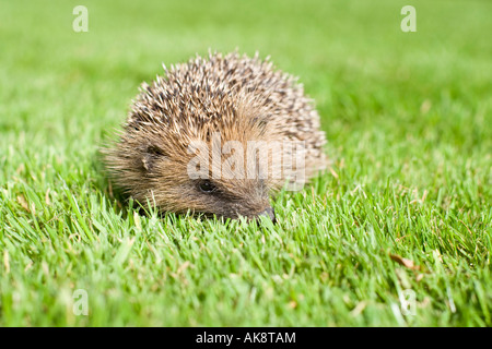 Junge Igel auf Rasen bei Tageslicht Stockfoto