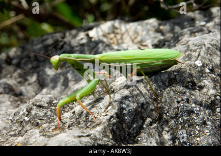 Gottesanbeterin Spanien Stockfoto