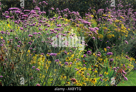 RHS Wisley. Surrey Design: Penelope Hobhouse kontrastierenden Farben lila und gelb Verbena Bonariensis Rudbeckia Fulgida und Ach Stockfoto