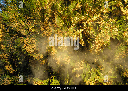 Kalifornische Räucherstäbchen Cedar, Calocedrus Decurrens, Pollen Wolke im zeitigen Frühjahr Stockfoto