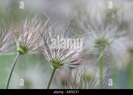 Seedheads Kuhschelle Pulsatilla Vulgaris Kuechenschelle Fruchtstand Küchenschelle Europa Europe Pflanzen Pflanzen Stockfoto