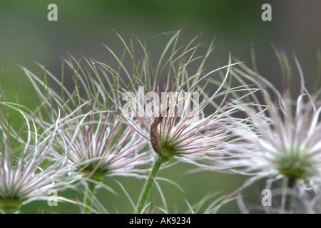 Seedhead Kuhschelle Pulsatilla Vulgaris Kuechenschelle Fruchtstand Küchenschelle Europa Europe Pflanzen Pflanzen Stockfoto