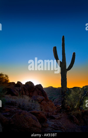 Saguaro-Kaktus-Silhouette In der Wüste bei Sonnenuntergang, Arizona USA Stockfoto