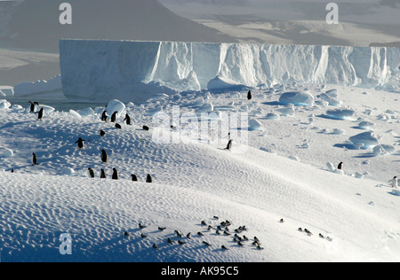Pinguine und Sturmvögel auf einem Eisberg aus Südgeorgien Scotia Meer Antarktis Stockfoto