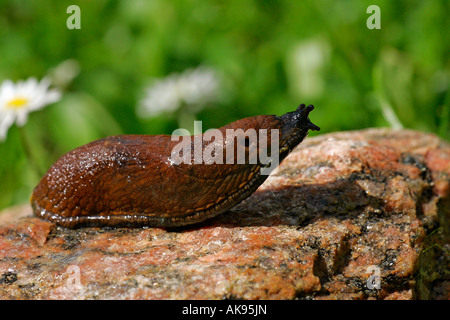 Spanische Slug Stockfoto