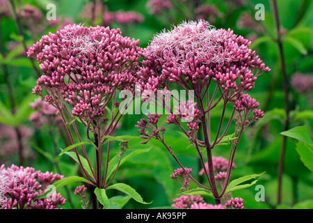 Süße Joe – Pye Weed Stockfoto