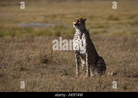 Weibliche Gepard (Acinonyx Jubatus) sitzt in den Sumpf; Ndutu, NCA (in der Nähe von Serengeti), Tansania, Ostafrika. Stockfoto